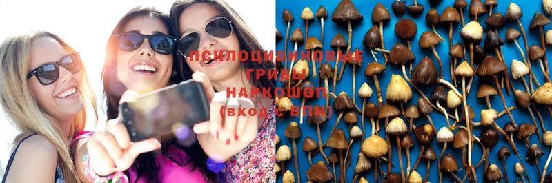 Галлюциногенные грибы Psilocybe  Вуктыл 